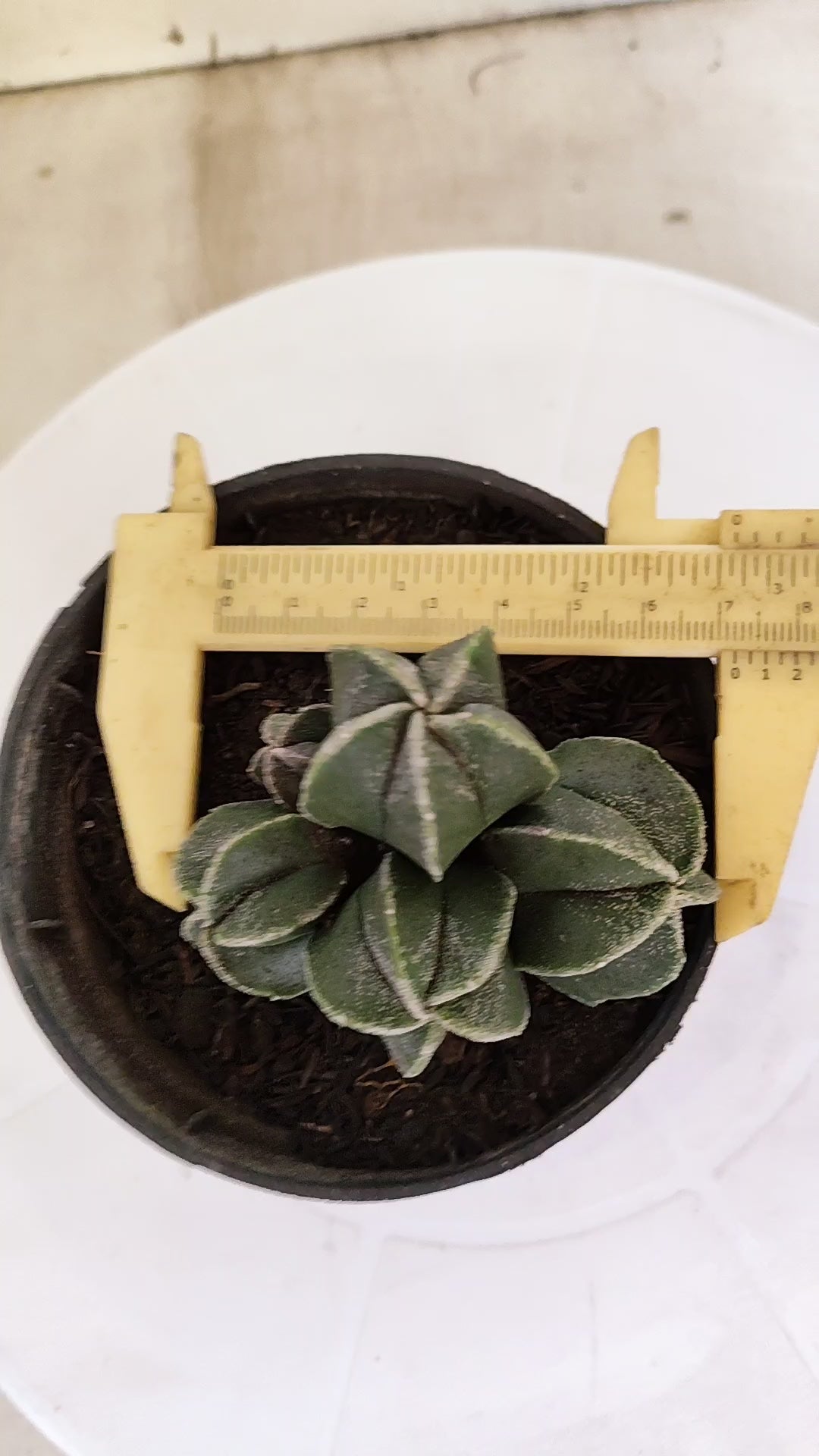 ASTROPHYTUM MYRIOSTIGMA "Colônia" Nº 1142 – vaso 11