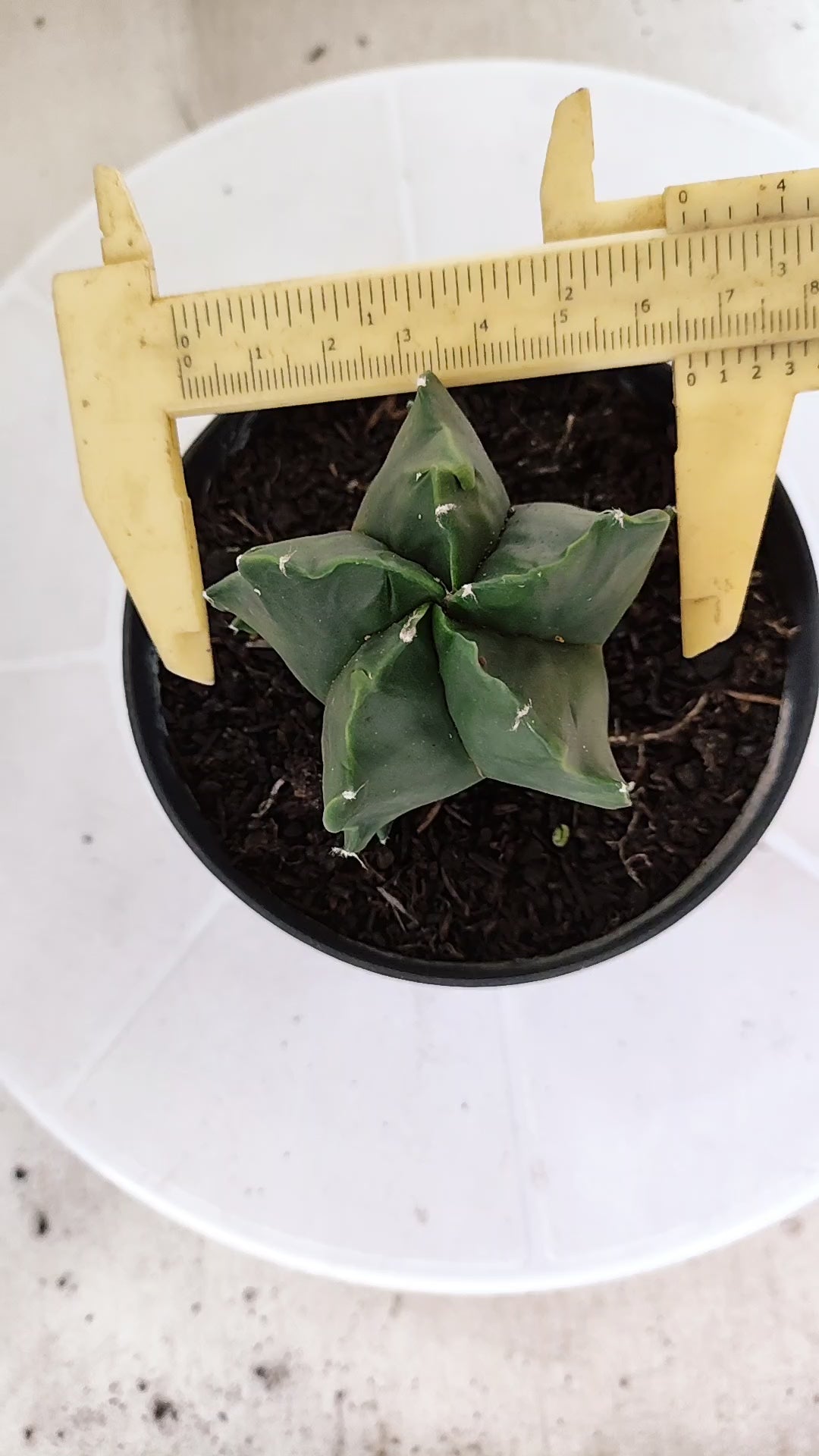 MATRIZ ASTROPHYTUM cv KIKKO "Fukuryu Nudum"  Nº 1237 – vaso 11