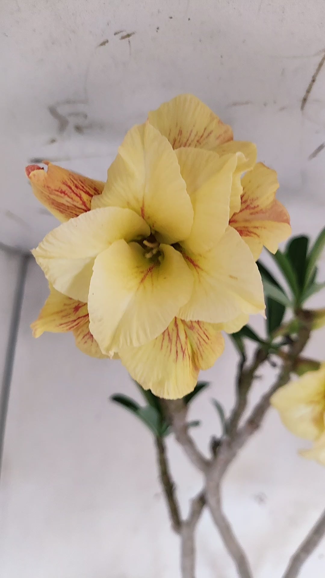 MATRIZ Planta Dobrada 283 –  65cm – 04 anos - Vaso 20