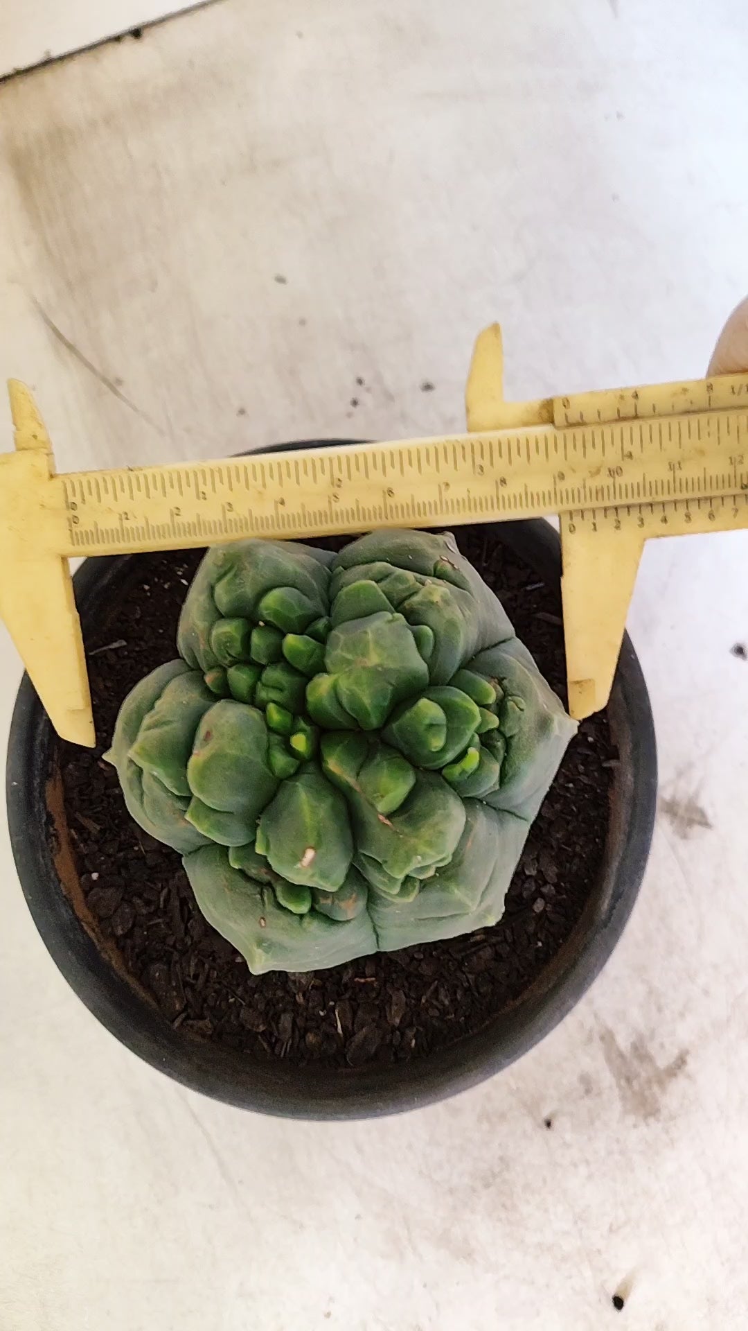 MATRIZ ASTROPHYTUM cv KIKKO  Nº 1090 – vaso 15