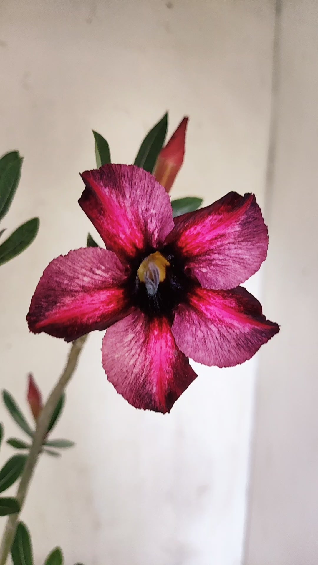 Planta Simples 3665 – 30cm – 02 anos