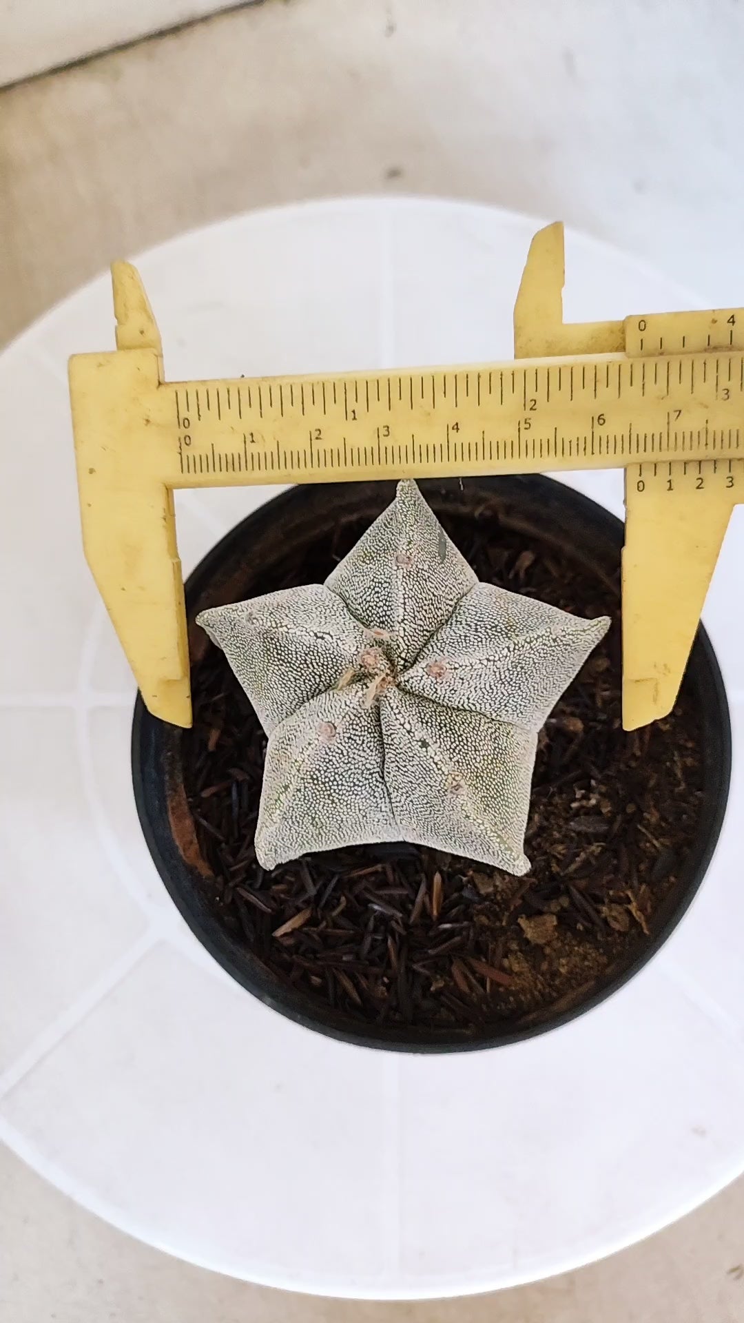 ASTROPHYTUM MYRIOSTIGMA Nº 1238 – vaso 11