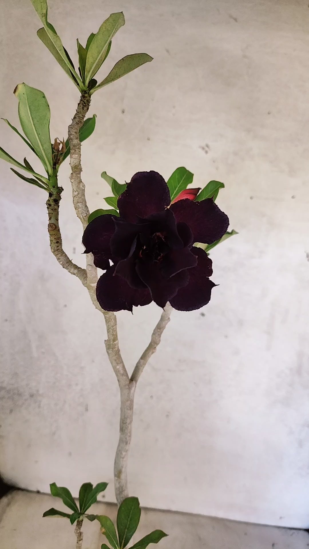 Planta Dobrada 3905 – 35cm – 03 anos