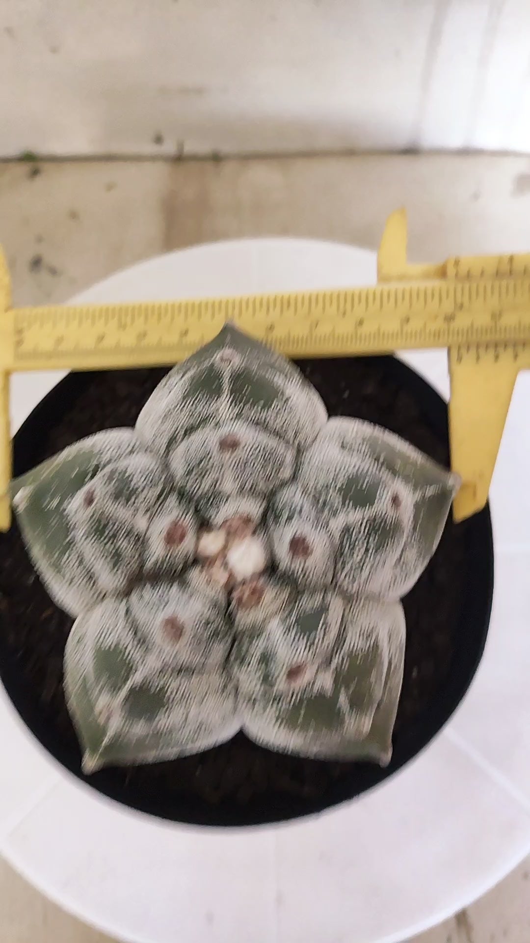 MATRIZ ASTROPHYTUM cv KIKKO   Nº 1344 – vaso 15