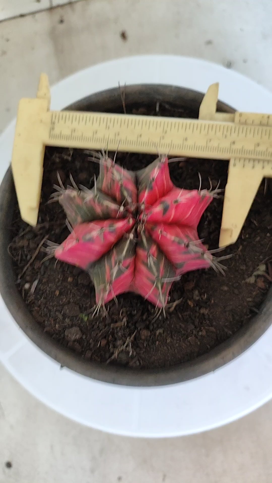 Matriz GYMNOCALYCIUM Mihanovichii Variegata Nº 1317 – vaso 15