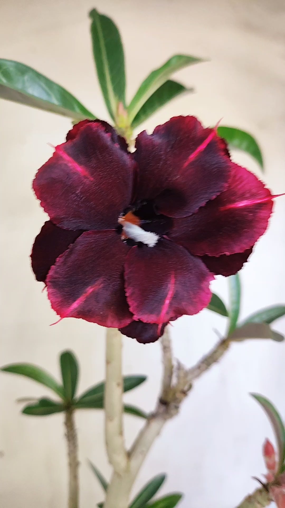 Planta Dobrada 4007 – 35cm – 03 anos - Vaso 15