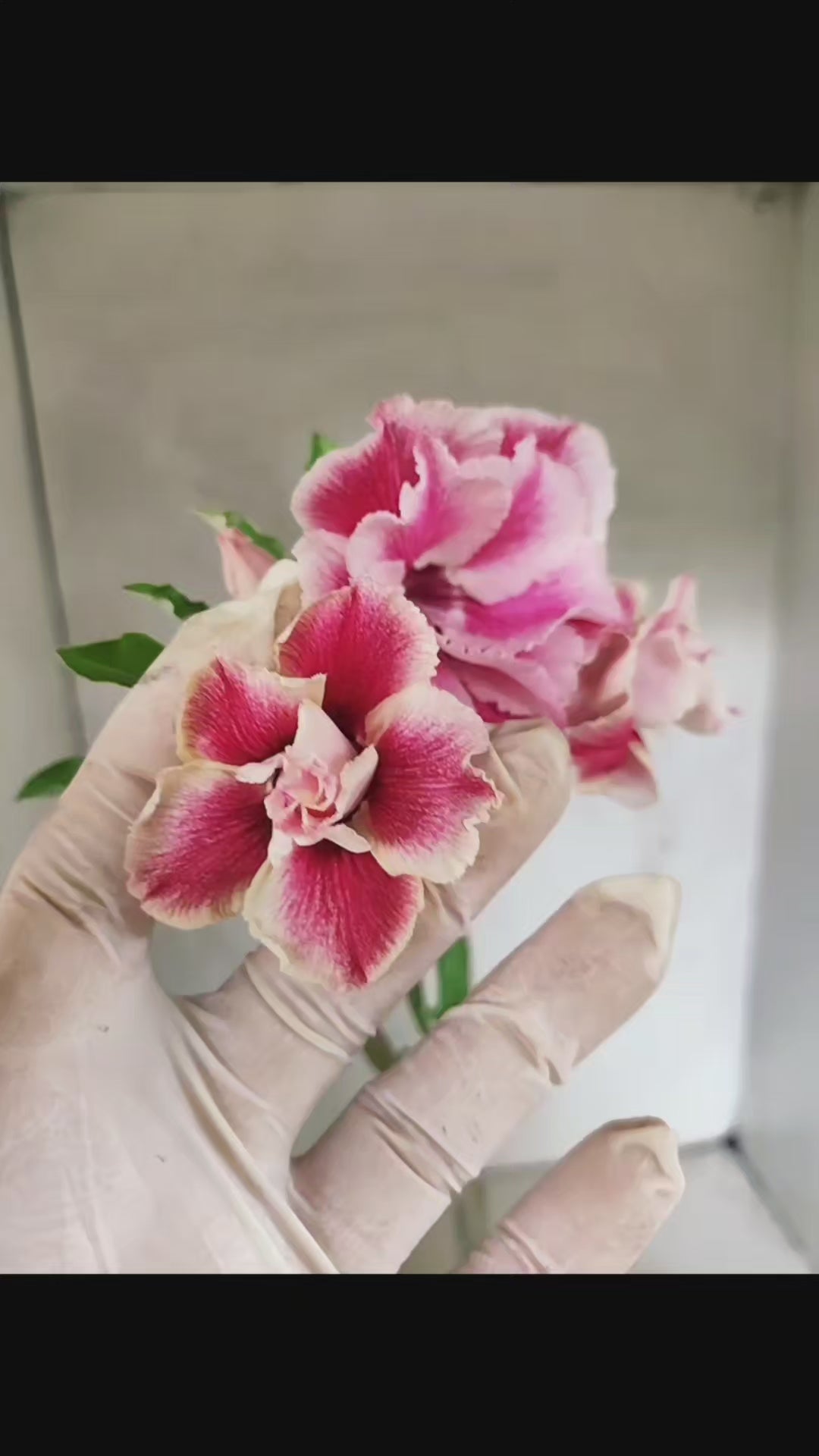 Planta Dobrada 3807 – 35cm – 03 anos