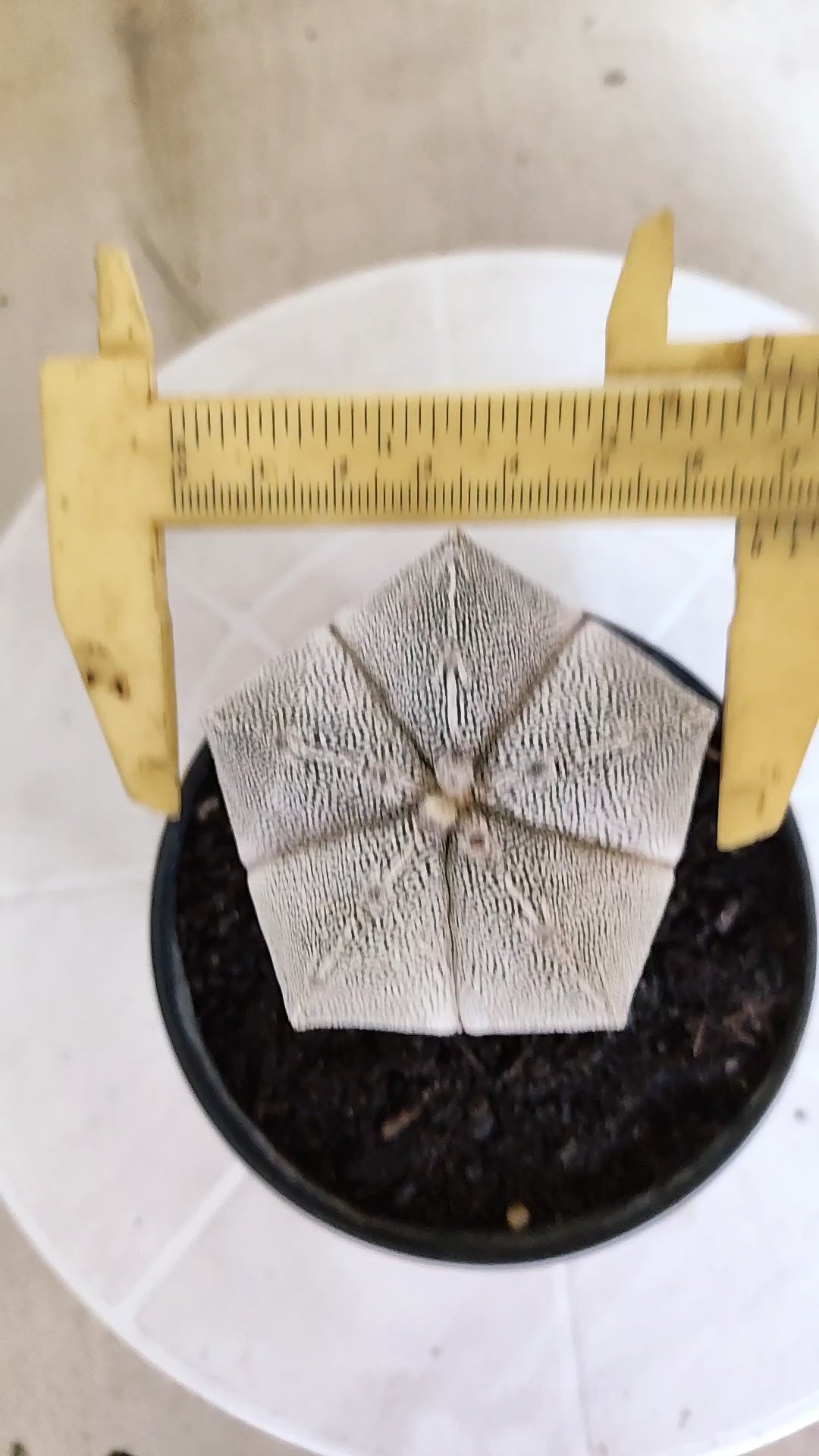 ASTROPHYTUM MYRIOSTIGMA Onzuka "VType" Nº 1393 – vaso 11