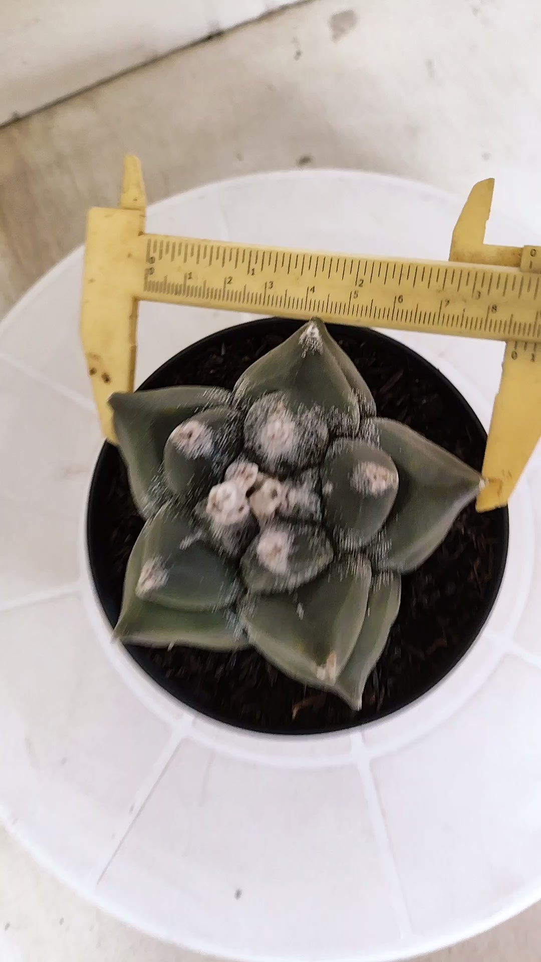 MATRIZ ASTROPHYTUM cv KIKKO   Nº 1331 – vaso 11
