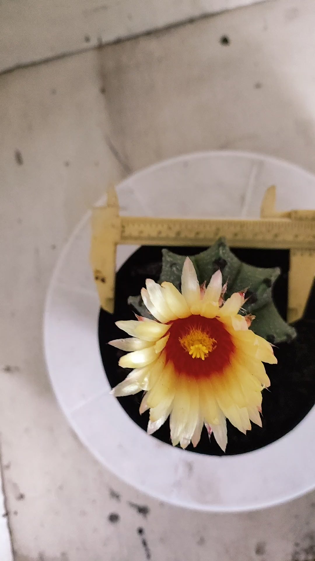ASTROPHYTUM CAPRICÓRNIO  Nº 1265 – vaso 15