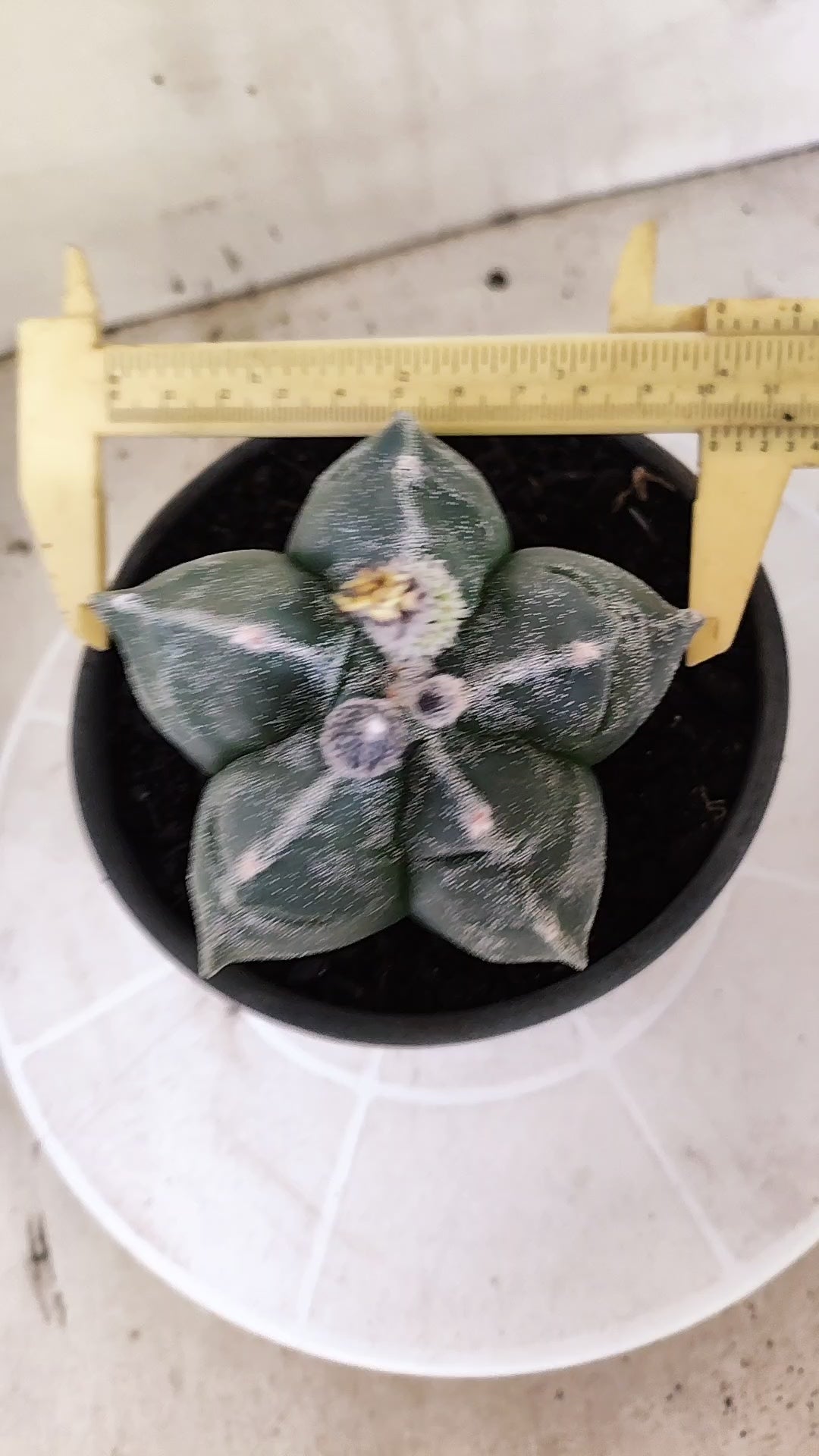 MATRIZ ASTROPHYTUM cv KIKKO  Nº 1503 – vaso 15