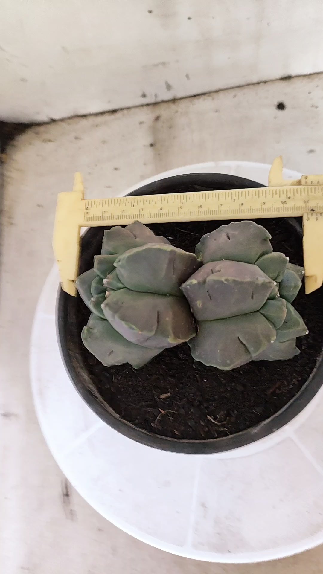 MATRIZ ASTROPHYTUM cv KIKKO "Bicefalo"  Nº 1501 – vaso 15