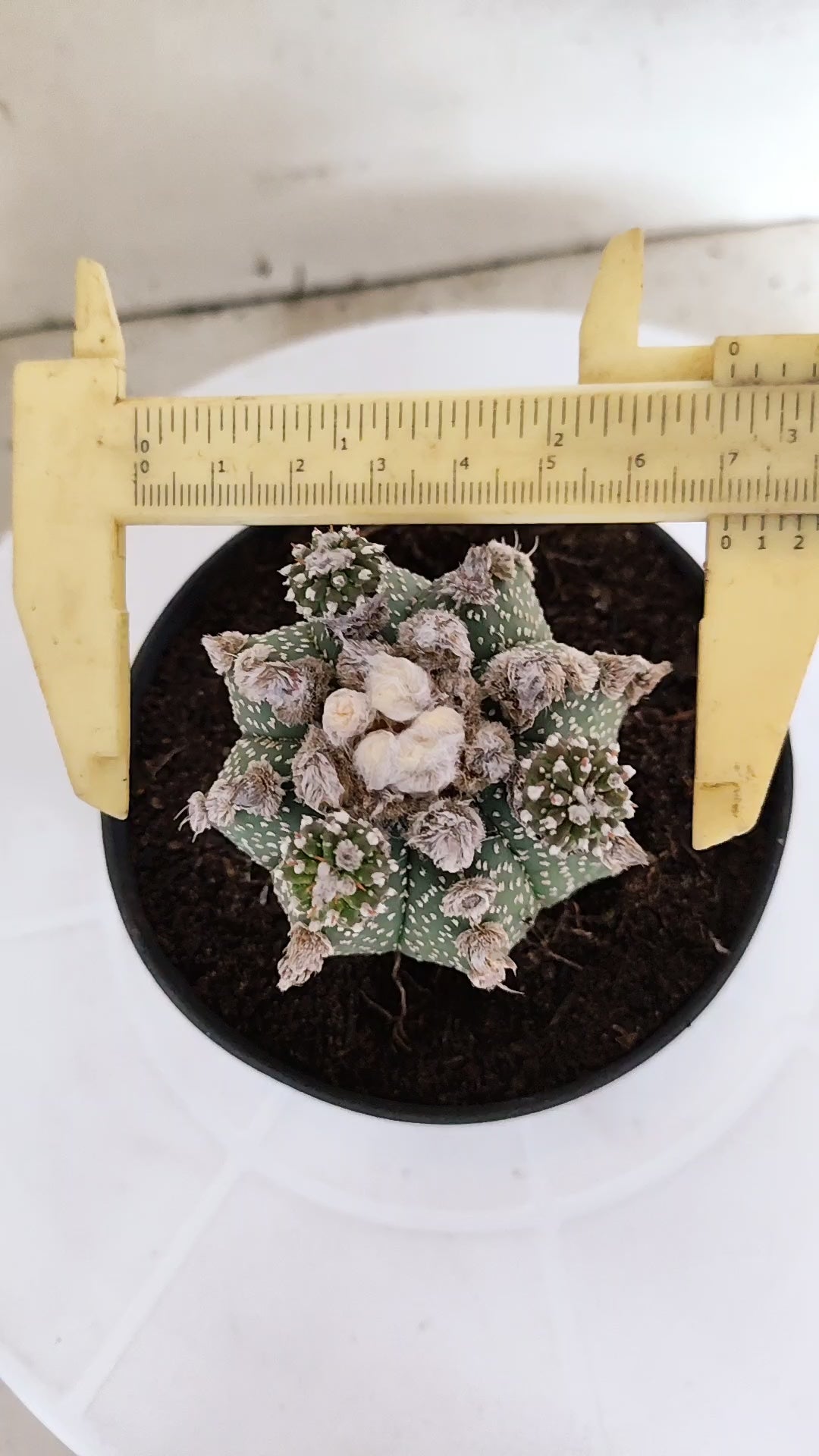 ASTROPHYTUM ASTERIAS SUPER KABUTO  Nº 391 - vaso 11