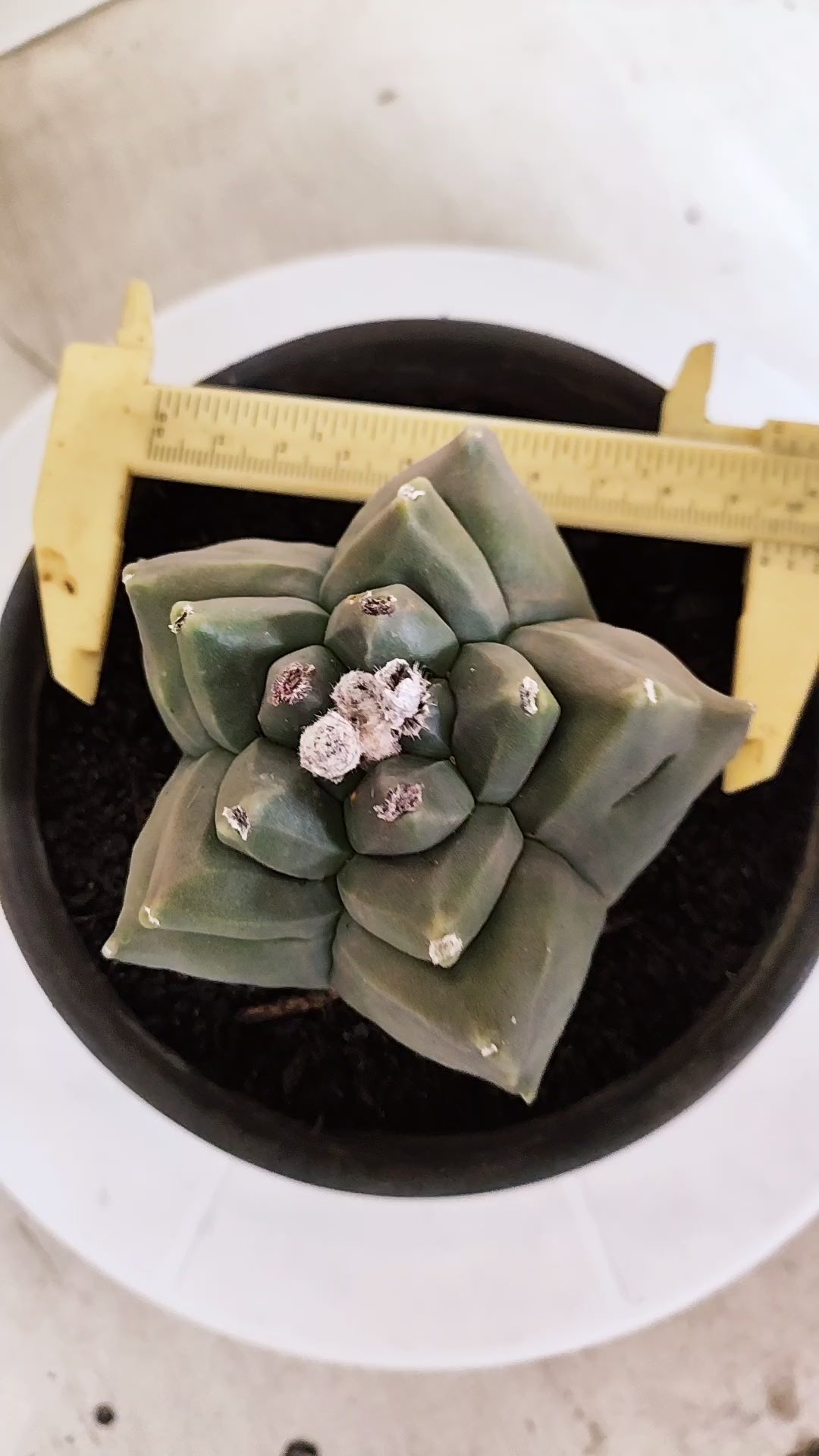 MATRIZ ASTROPHYTUM cv KIKKO   Nº 1334 – vaso 15