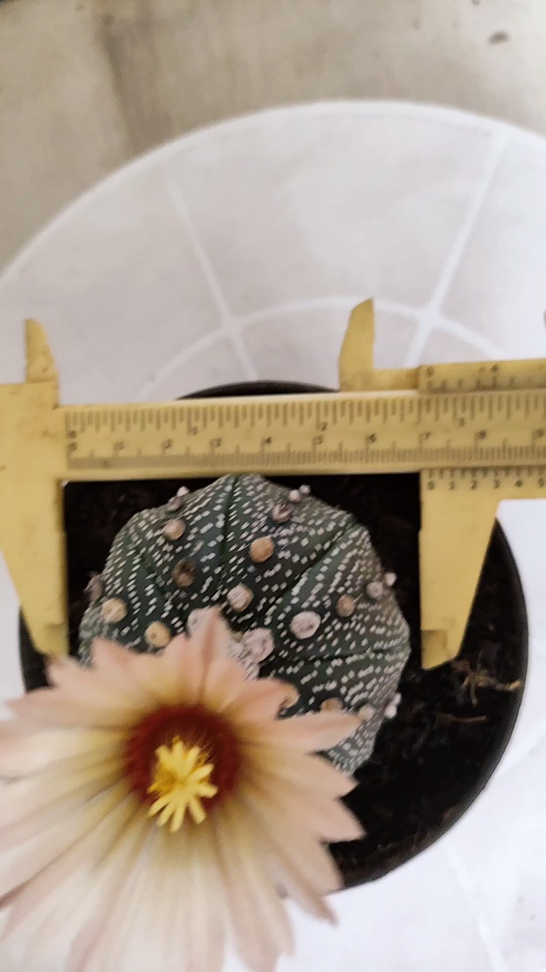 ASTROPHYTUM ASTERIAS  Nº 1058 – vaso 11