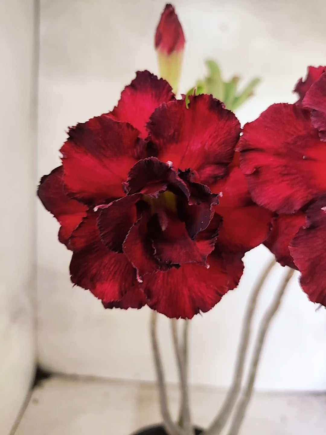 Planta Dobrada 3844 – 35cm – 03 anos