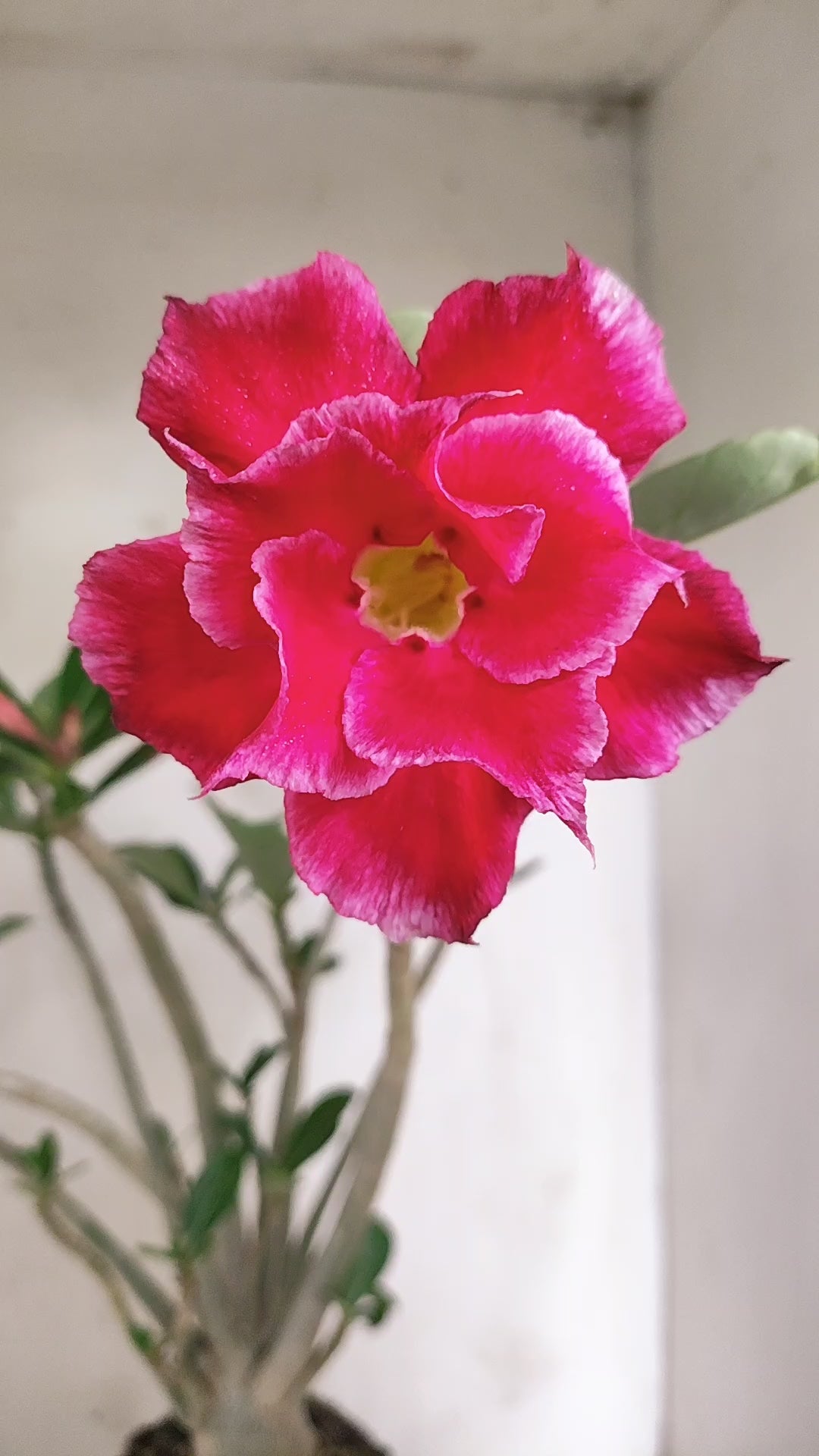 Planta Dobrada 4060 – 35cm – 03 anos - Vaso 15