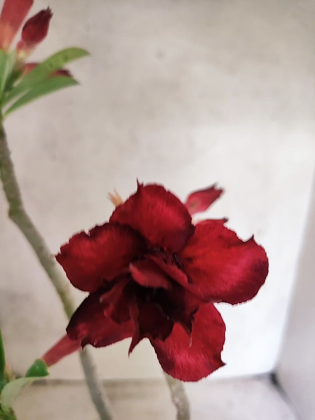 Planta Dobrada 3846 – 35cm – 03 anos