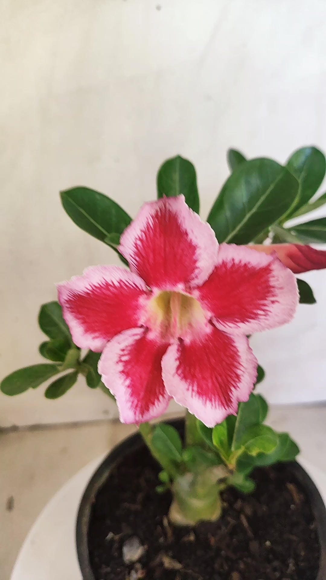 Planta Simples 3641 – 25cm – 01 ano - vaso 15