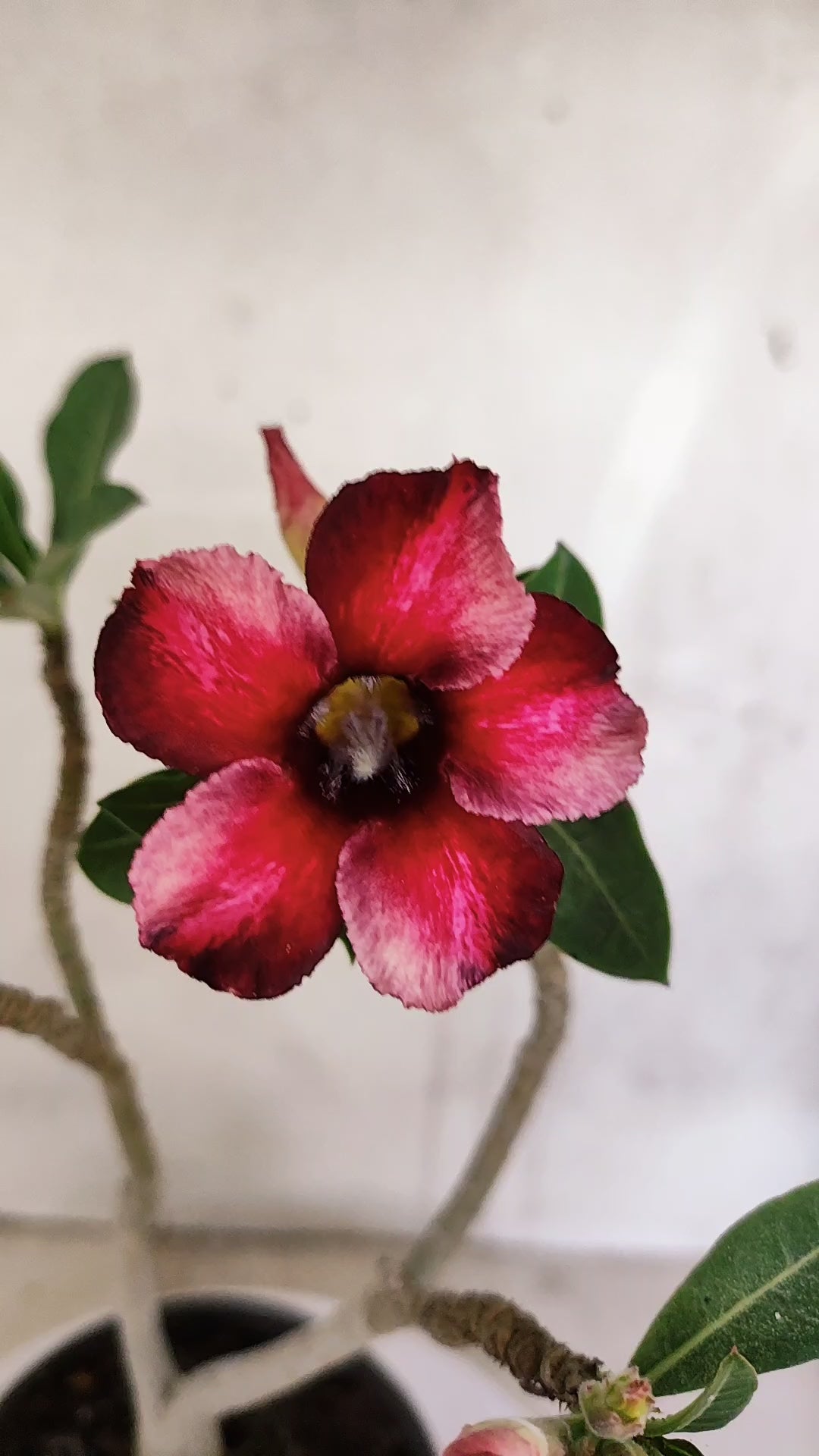 Planta Simples 3598 – 30cm – 02 anos