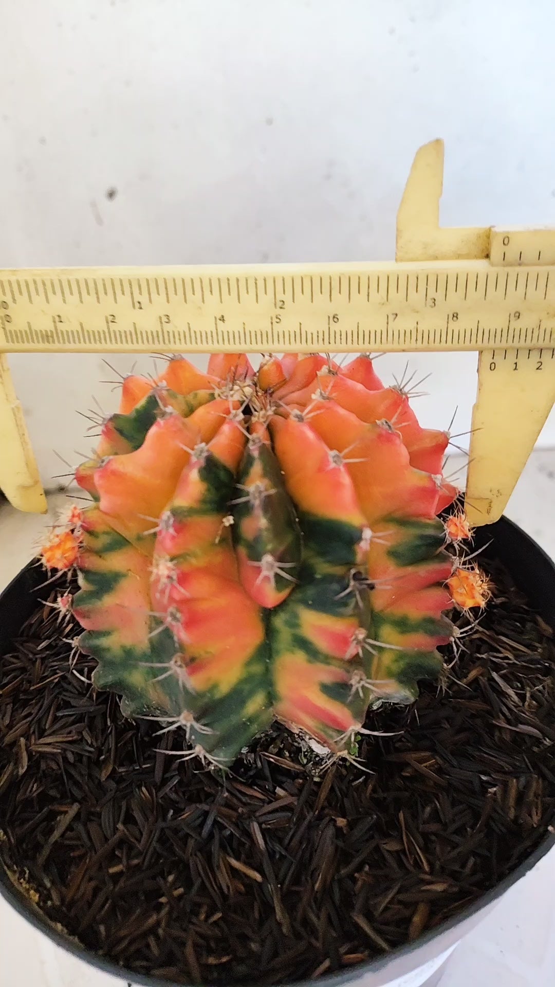 GYMNOCALYCIUM Mihanovichii "Variegata" Nº 461 – vaso 15