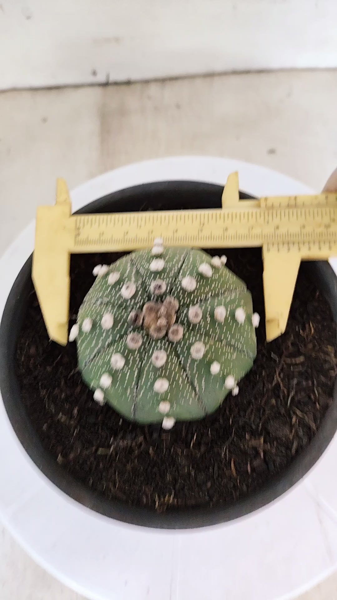 ASTROPHYTUM ASTERIAS "Star Shape"   Nº 1074 – vaso 15
