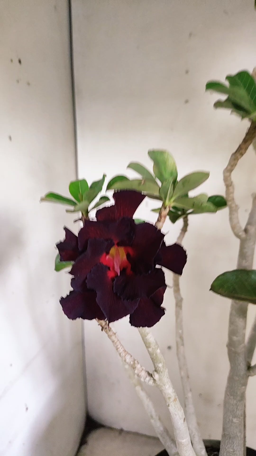 Matriz Planta Dobrada 293 –  45cm – 03 anos - Vaso 17