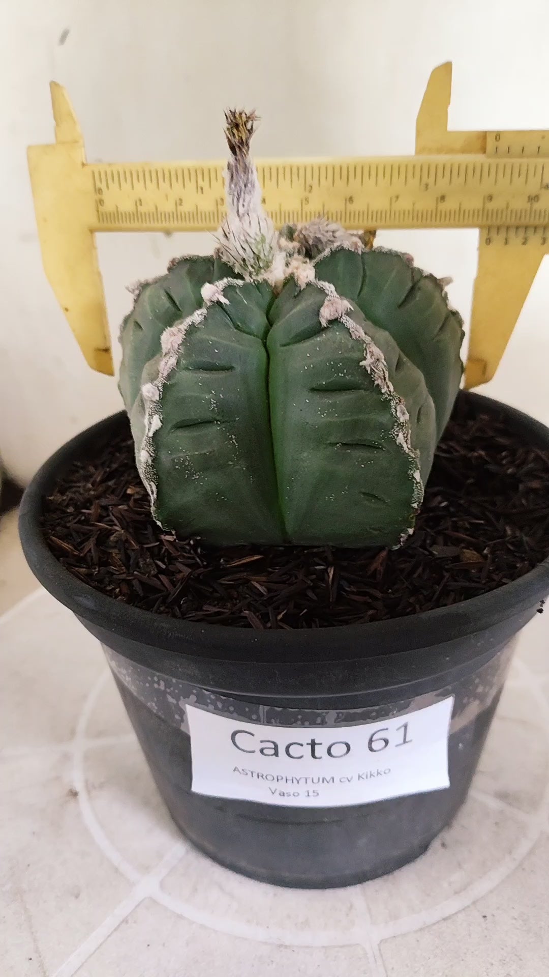 MATRIZ ASTROPHYTUM cv KIKKO  "HAKUJO" Nº 61 – vaso 15