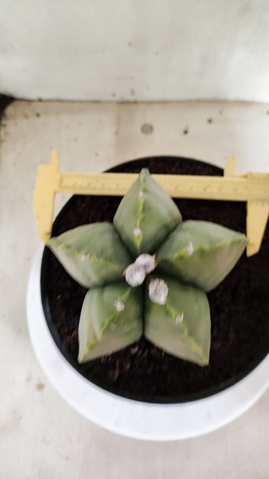 MATRIZ ASTROPHYTUM cv KIKKO "Variegata"  Nº 814 – vaso 17