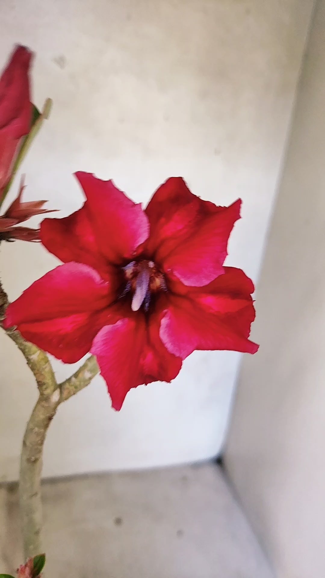 Planta Simples 3524 – 35cm – 03 anos