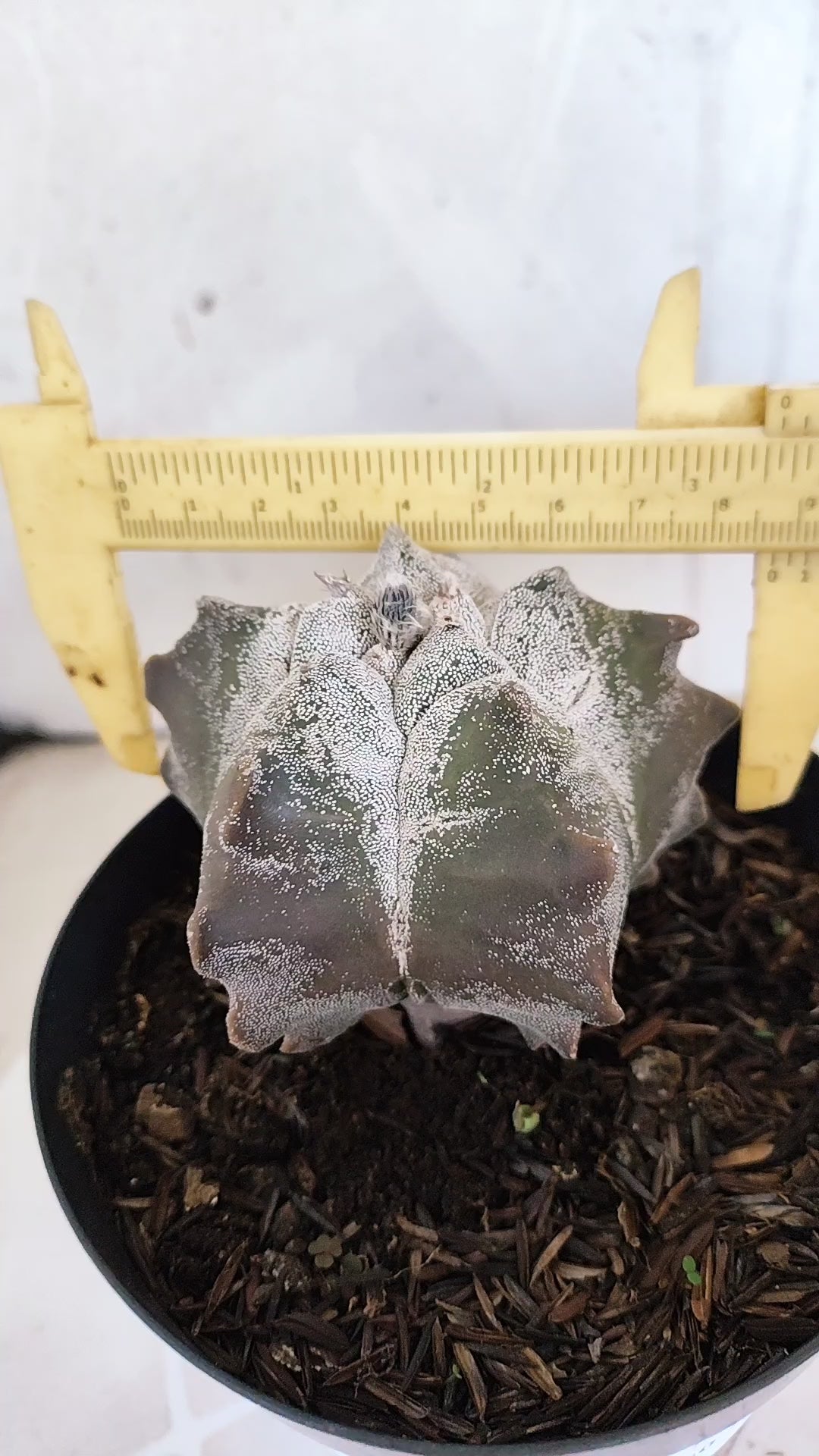 MATRIZ ASTROPHYTUM cv KIKKO   Nº 1079 – vaso 15