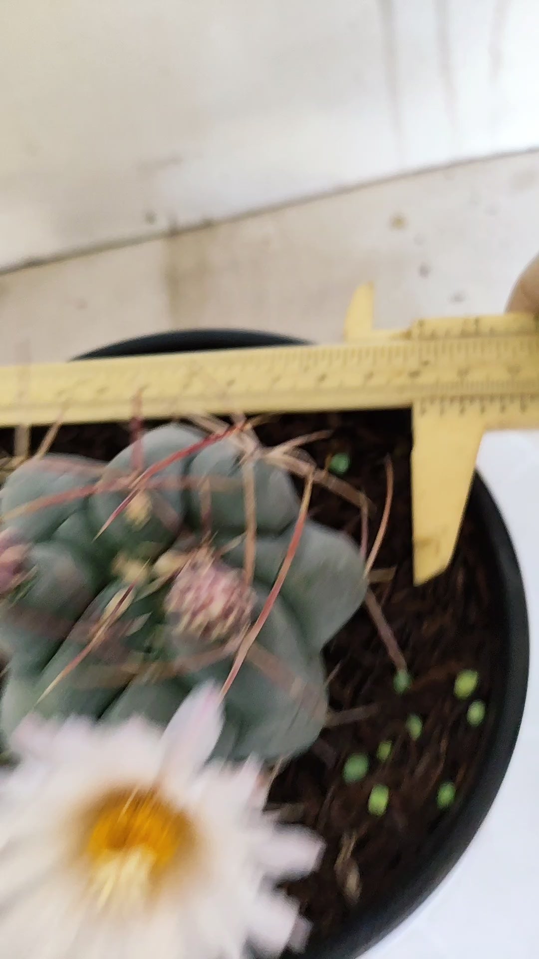 MATRIZ THELOCACTUS Hexaedrophorus Nº 170 – VASO 15