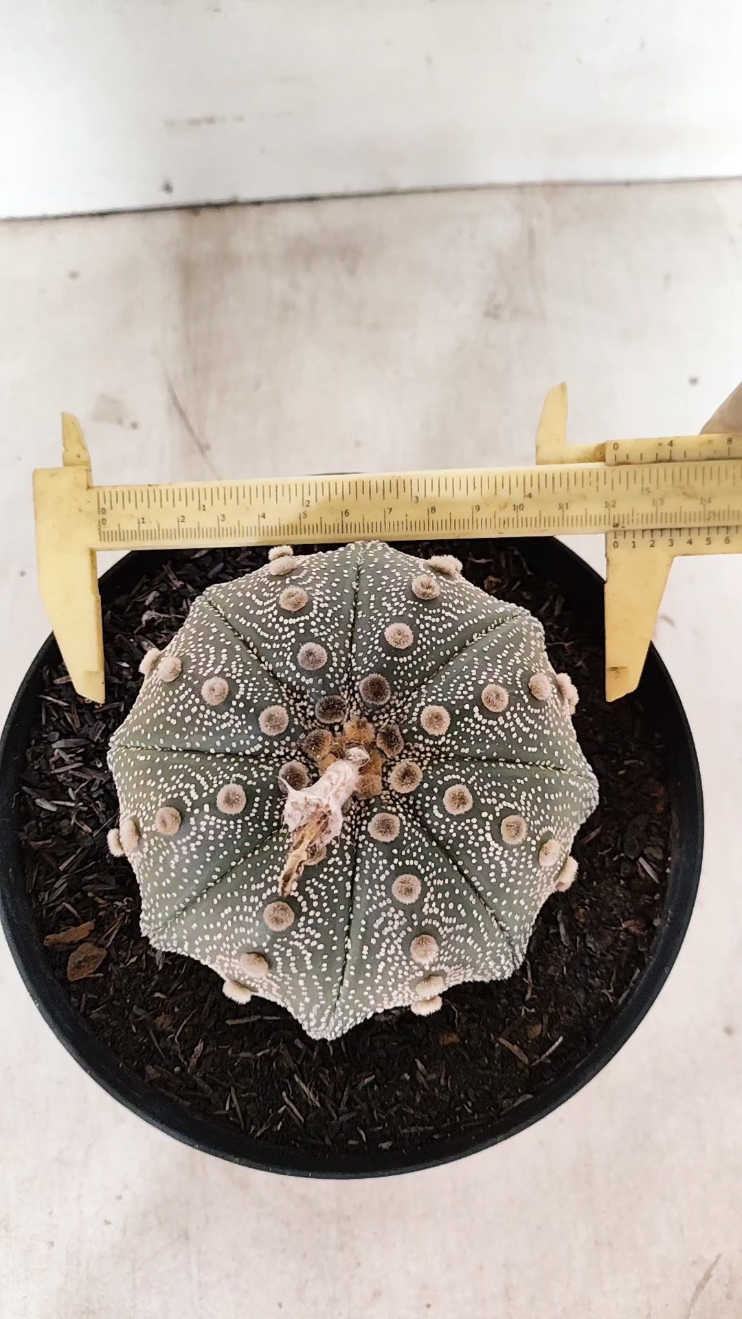 ASTROPHYTUM ASTERIAS STAR SHAPE Nº 135 – vaso 17