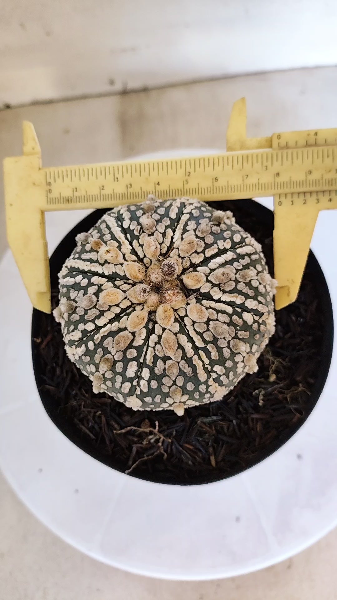 ASTROPHYTUM ASTERIAS SUPER KABUTO Nº 1310 – vaso 15