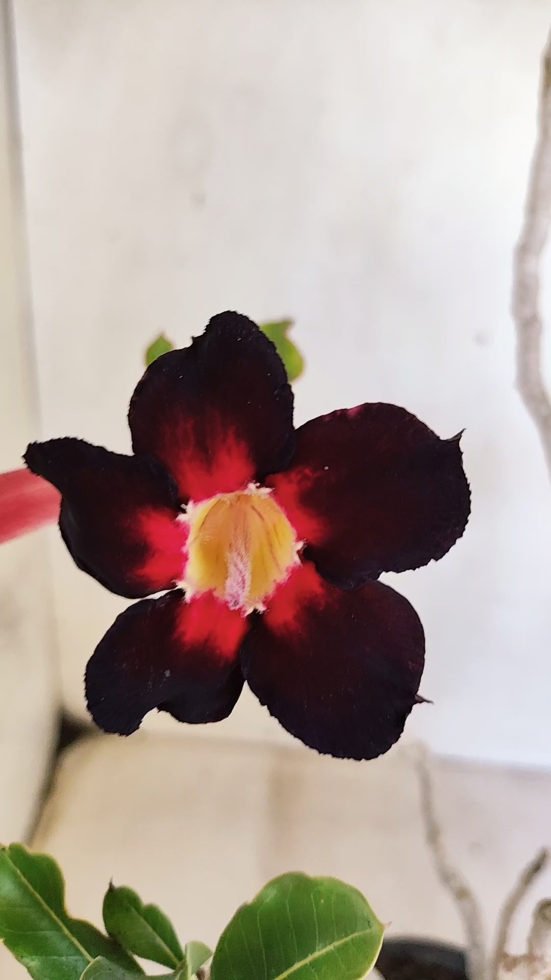 Planta Simples 3552 – 35cm – 03 anos