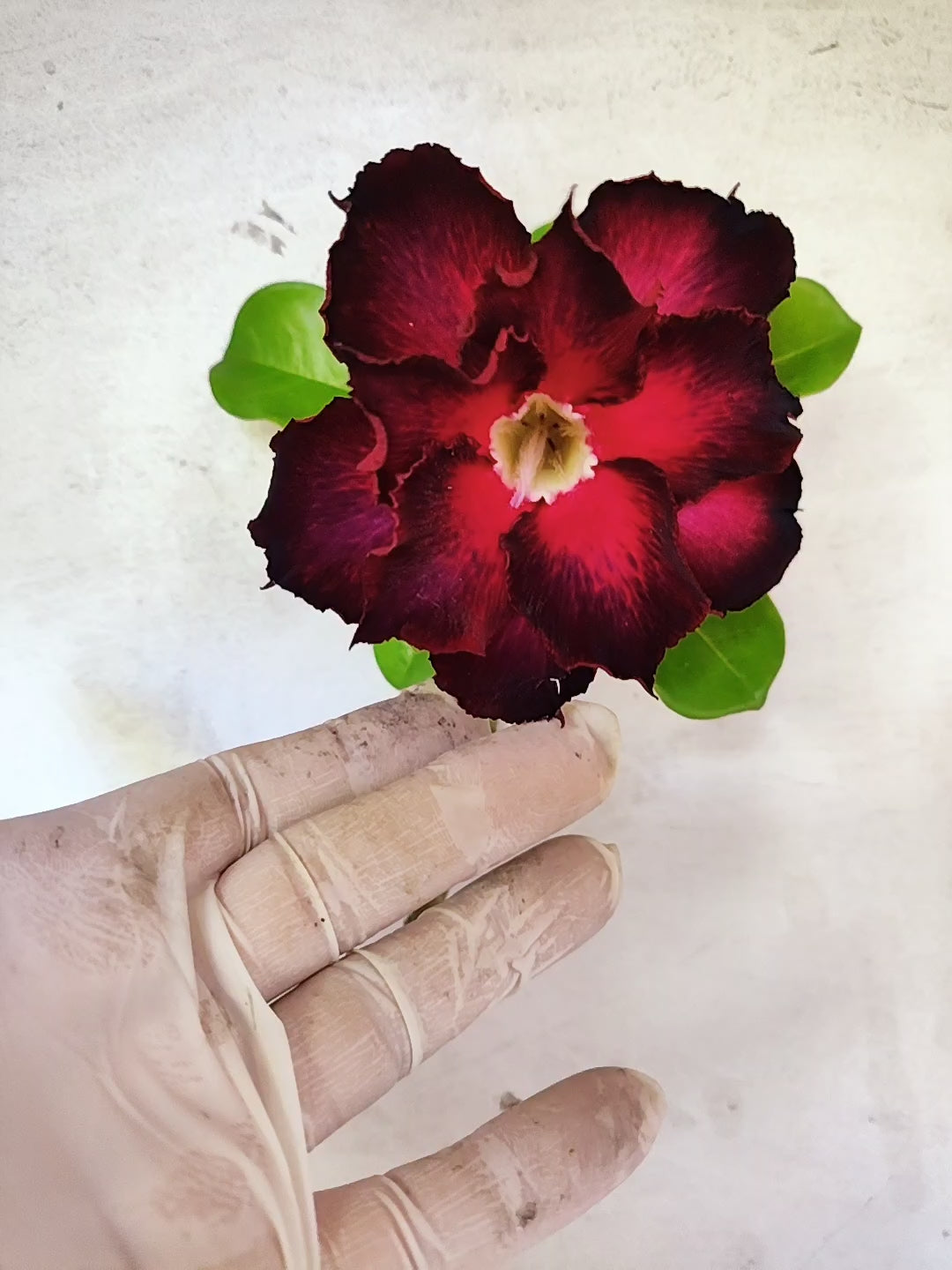 Planta Dobrada 3863 – 30cm – 02 anos