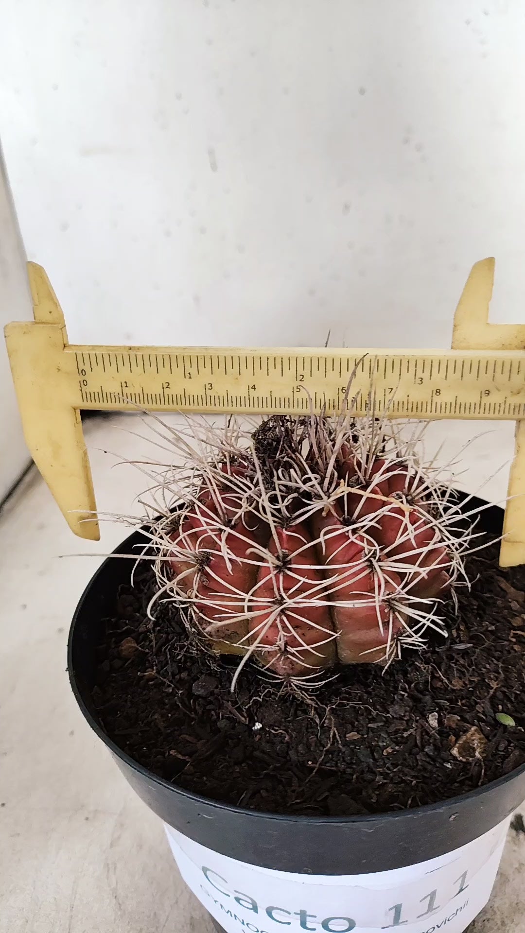 GYMNOCALYCIUM Mihanovichii Variegata  Nº 111 – vaso 15