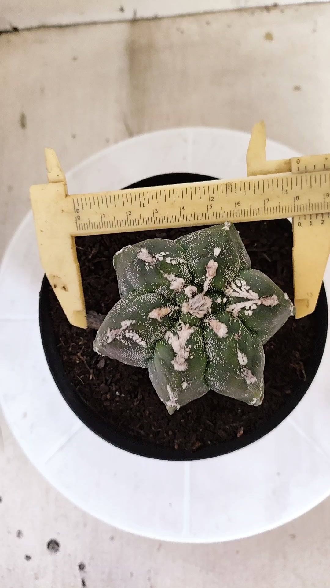 MATRIZ ASTROPHYTUM cv KIKKO "Multicostatum EXÓTICO"  Nº 1381  – vaso 15