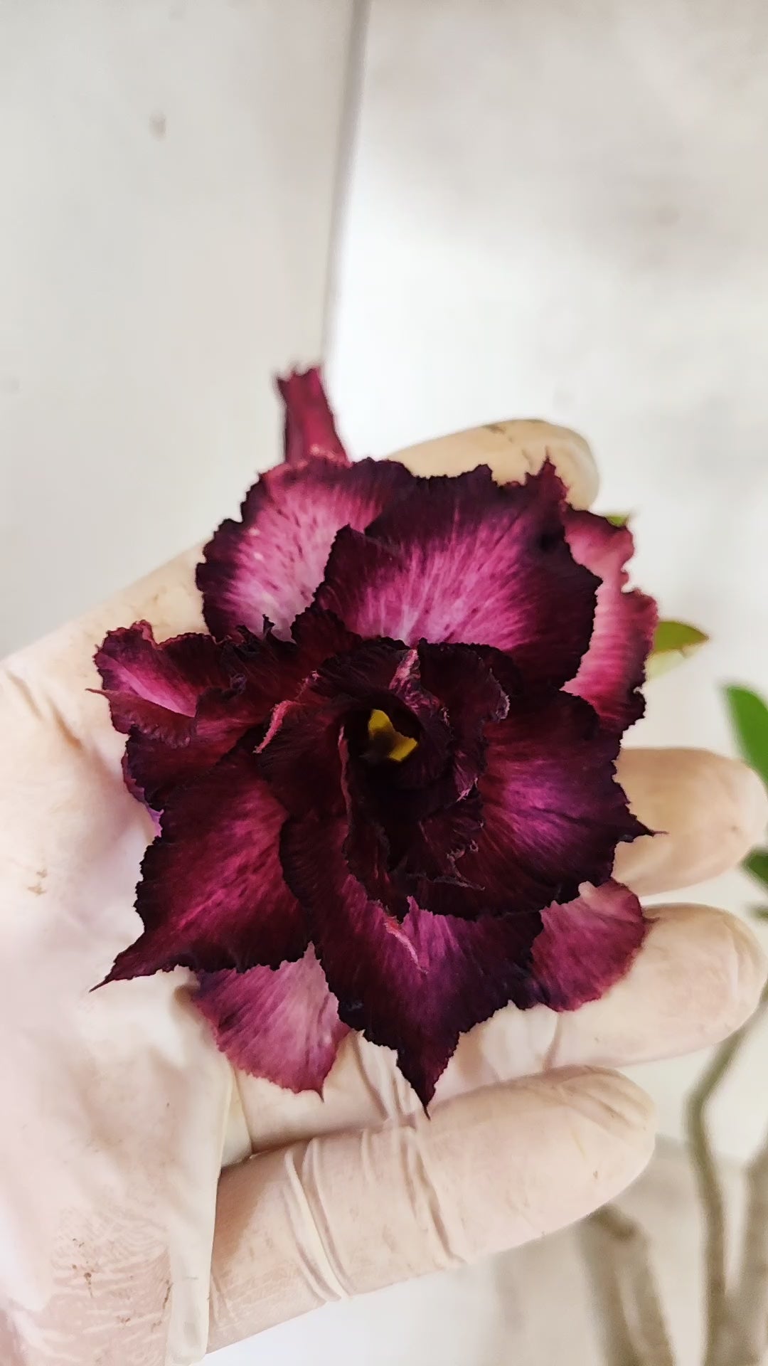 Planta Dobrada 3903 – 35cm – 03 anos