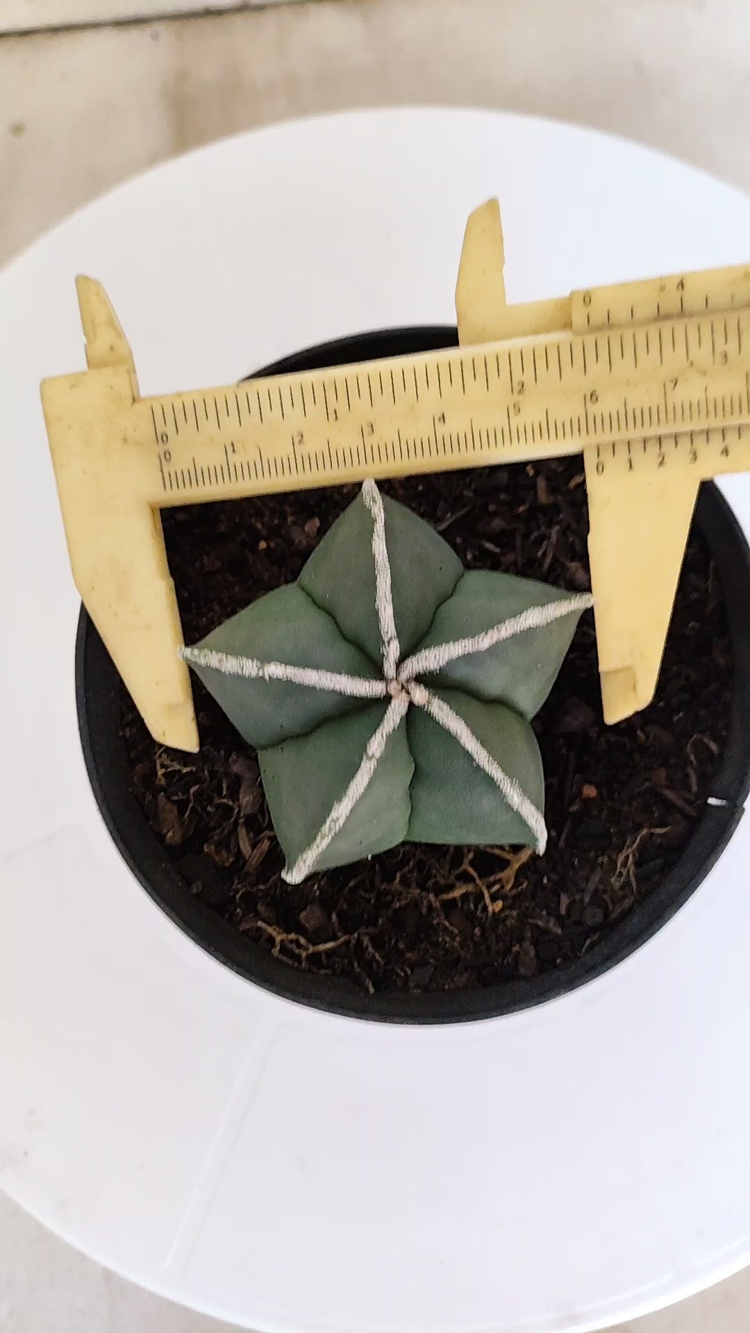 ASTROPHYTUM MYRIOSTIGMA "Nudum" Nº 270 – vaso 11