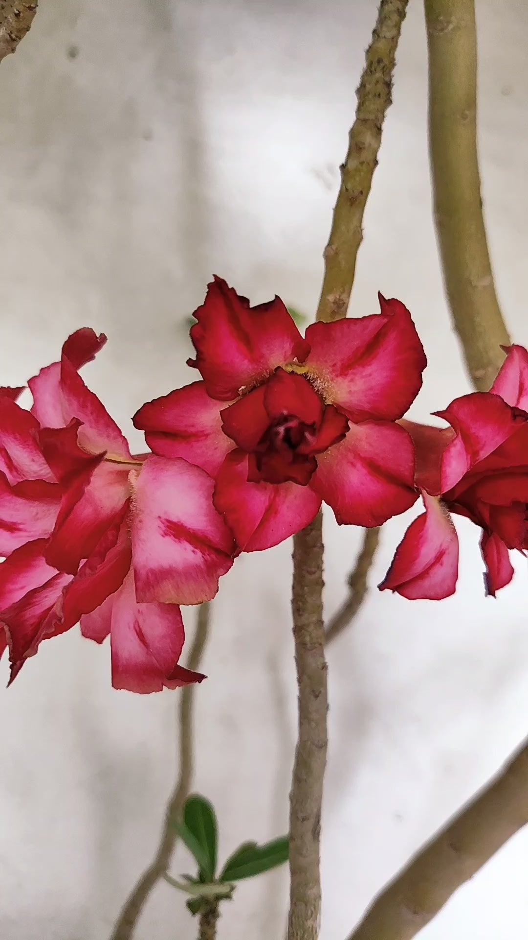 Planta Dobrada 3921 – 40cm – 03 anos