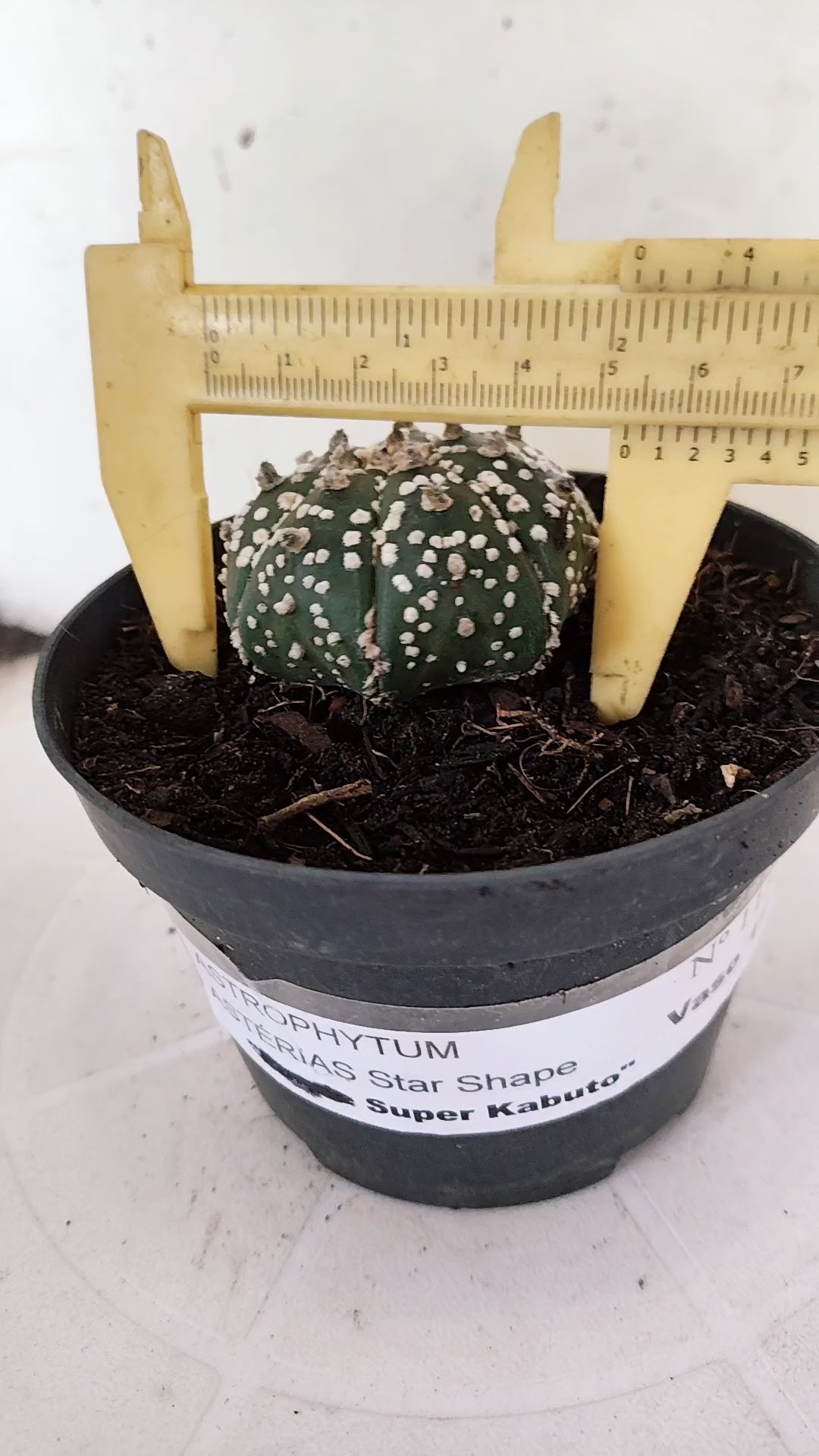 ASTROPHYTUM ASTERIAS "STAR SHAPE - Super Kabuto"   Nº 1152 – vaso 11
