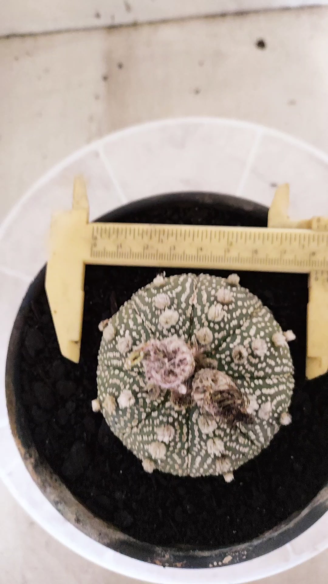 ASTROPHYTUM ASTERIAS  "SUPER KABUTO"  Nº 1751 – vaso 15