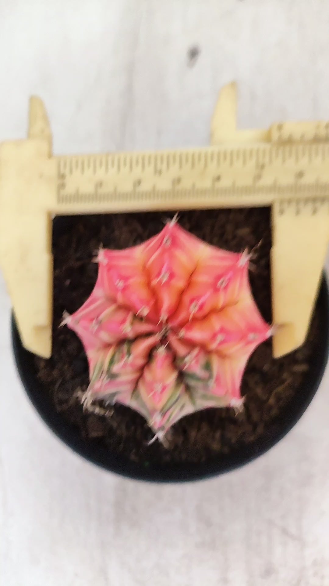 GYMNOCALYCIUM Mihanovichii "Variegata" Nº 711 – vaso 09