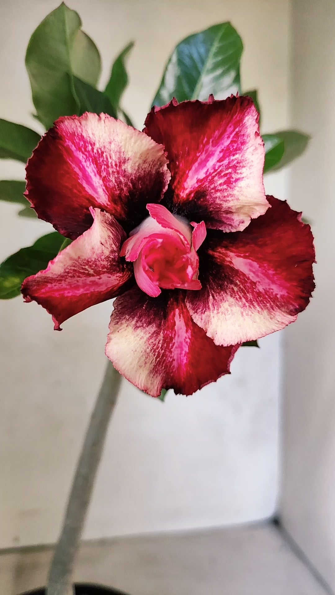 Planta Dobrada 3897 – 30cm – 02 anos