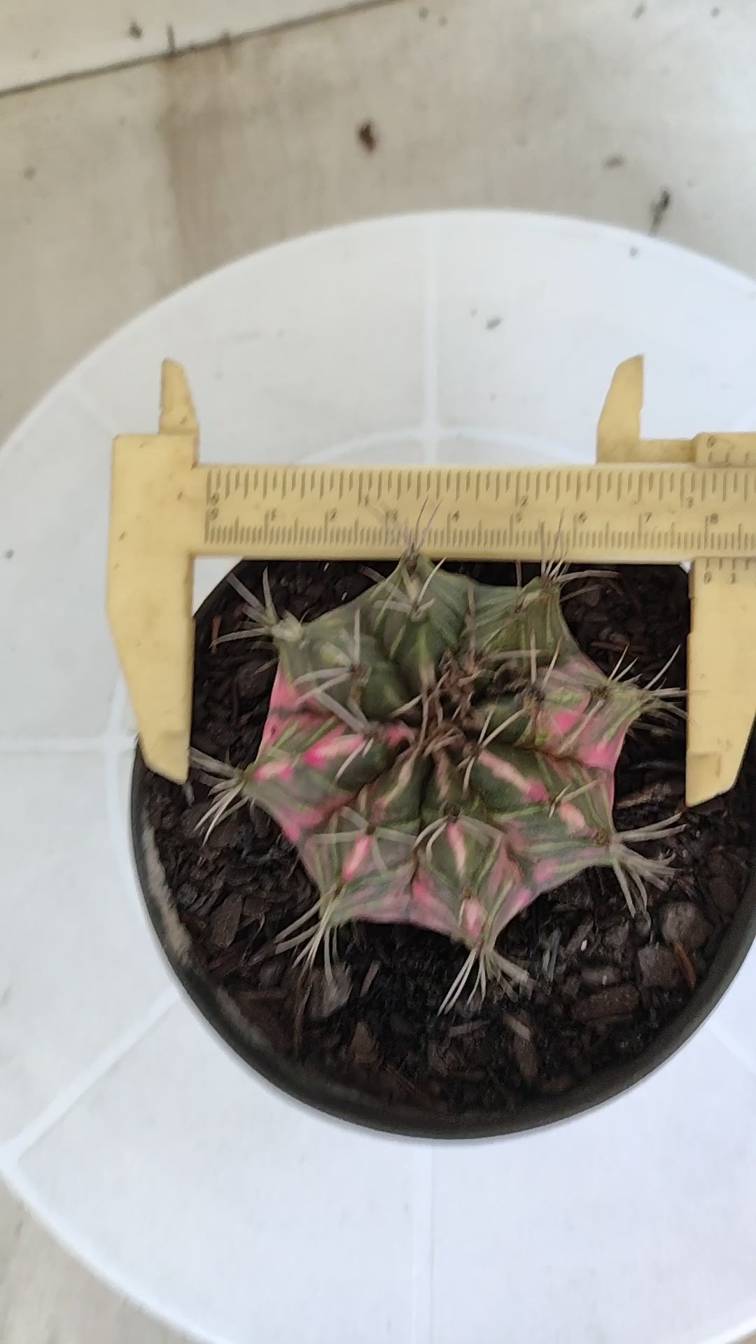 MATRIZ Gymnocalycium Mihanovichii “Variegata” Nº 1310 – vaso 11