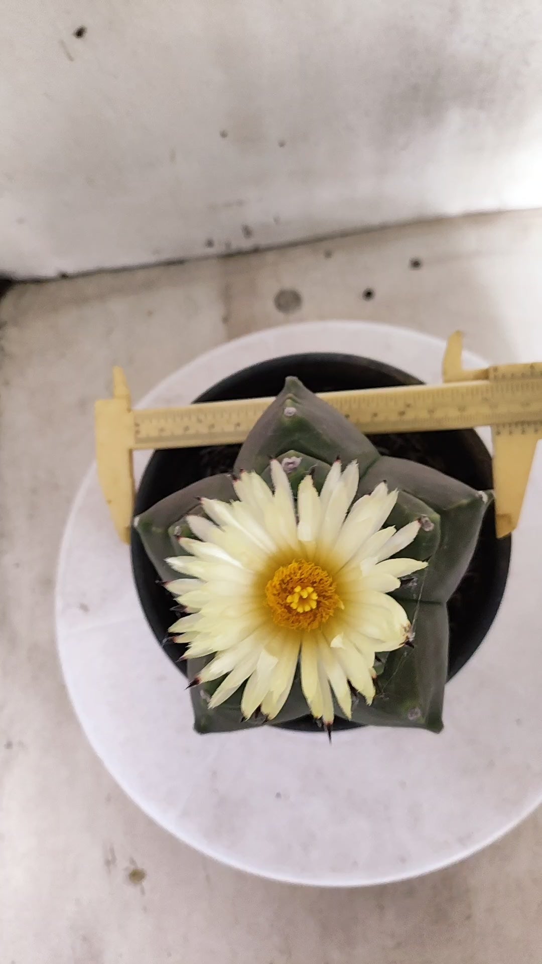 MATRIZ ASTROPHYTUM cv KIKKO   Nº 1261 – vaso 15