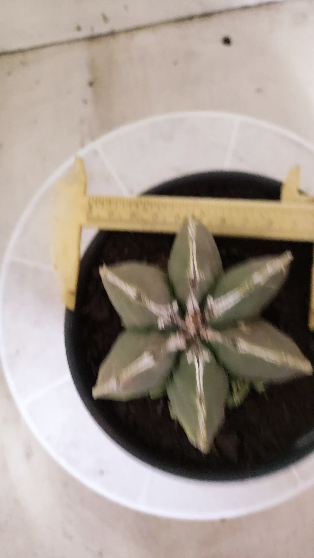 ASTROPHYTUM MYRIOSTIGMA "Multicostatum NUDUM" Nº 1781 – vaso 15