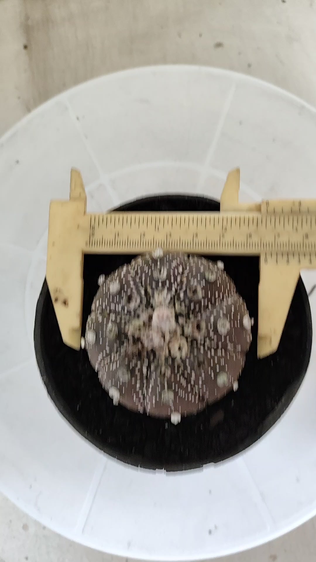 MATRIZ ASTROPHYTUM ASTÉRIAS "Purple - Star Shape" Nº 1065 – vaso 11