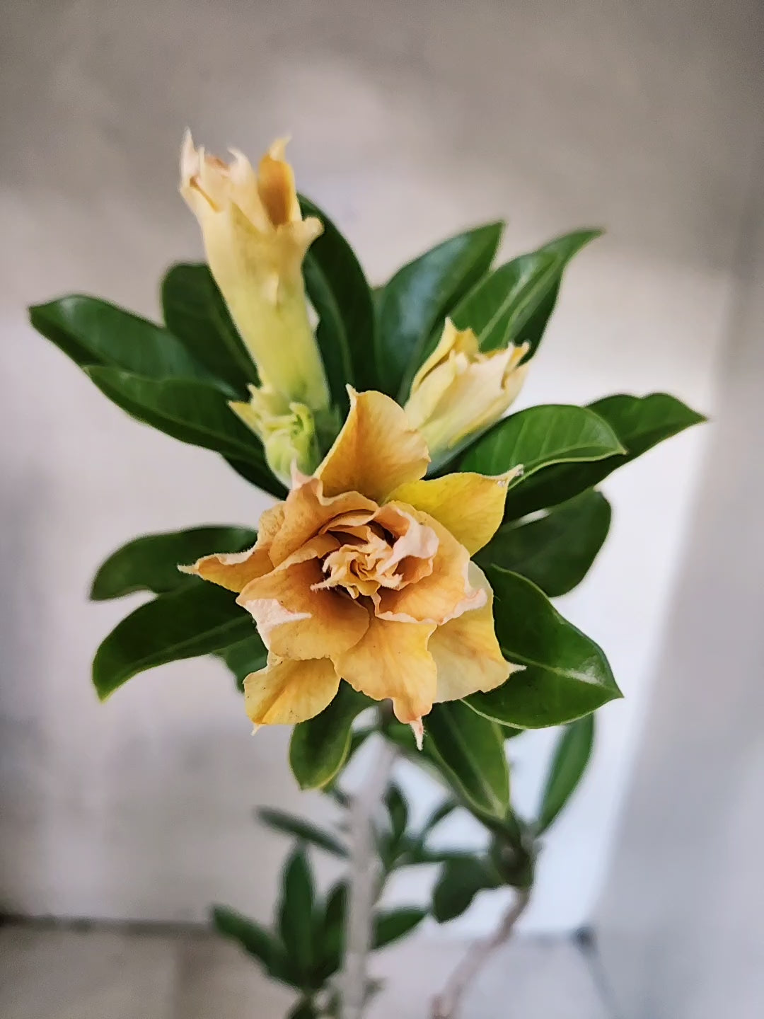 Planta Dobrada 3874 – 35cm – 03 anos
